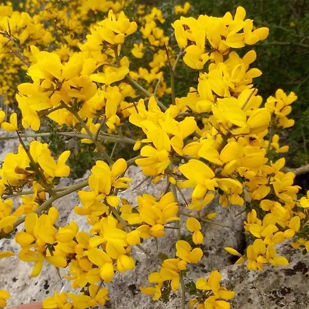 Masseria Belvedere Bed & Breakfast Lizzano (Apulia)